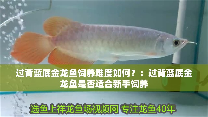 過背藍底金龍魚飼養難度如何？：過背藍底金龍魚是否適合新手飼養