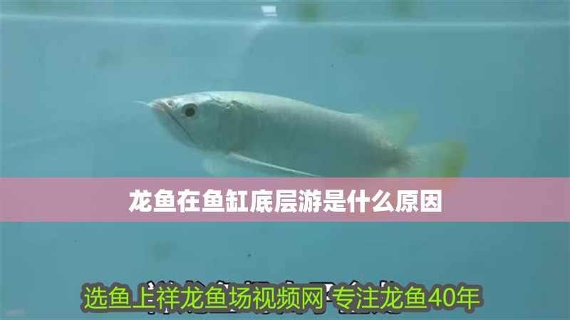 龍魚在魚缸底層游是什么原因