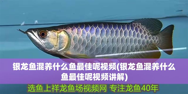 銀龍魚混養(yǎng)什么魚最佳呢視頻(銀龍魚混養(yǎng)什么魚最佳呢視頻講解)