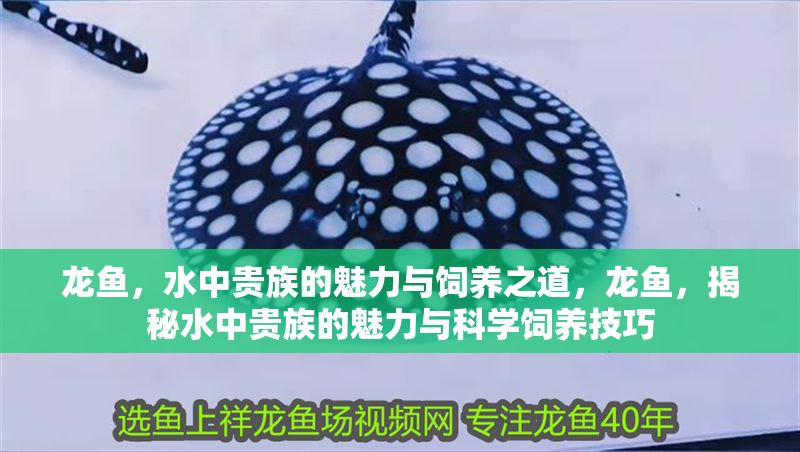龍魚，水中貴族的魅力與飼養之道，龍魚，揭秘水中貴族的魅力與科學飼養技巧