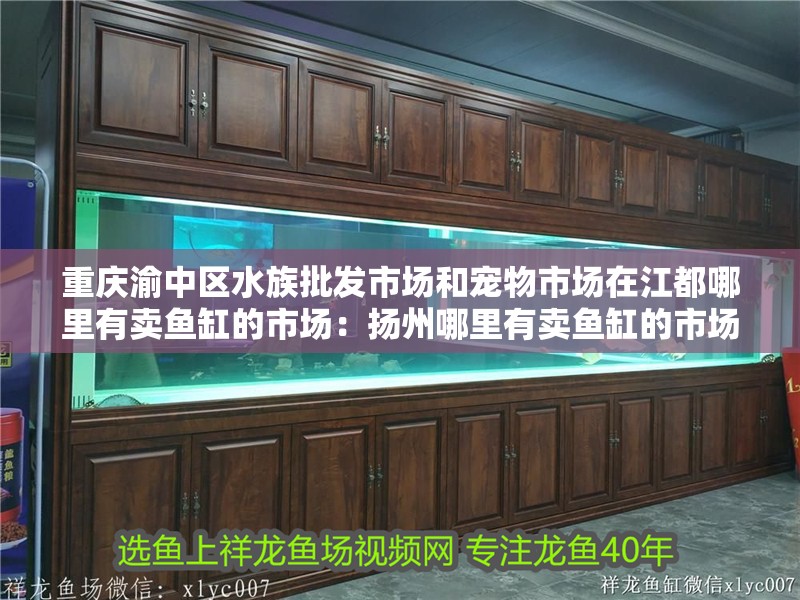 重慶渝中區水族批發市場和寵物市場在江都哪里有賣魚缸的市場：揚州哪里有賣魚缸的市場