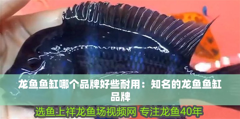 龍魚魚缸哪個品牌好些耐用：知名的龍魚魚缸品牌