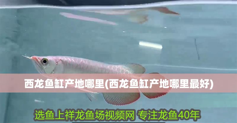 西龍魚缸產(chǎn)地哪里(西龍魚缸產(chǎn)地哪里最好)