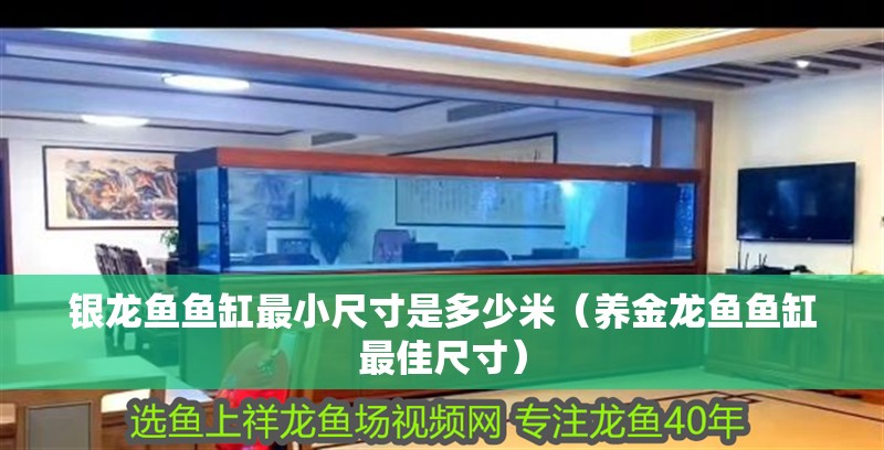 銀龍魚魚缸最小尺寸是多少米（養金龍魚魚缸最佳尺寸）