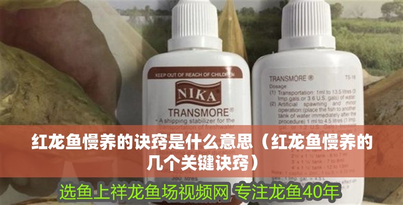 紅龍魚慢養(yǎng)的訣竅是什么意思（紅龍魚慢養(yǎng)的幾個關鍵訣竅）