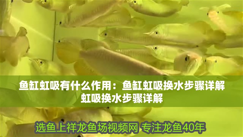 魚缸虹吸有什么作用：魚缸虹吸換水步驟詳解虹吸換水步驟詳解