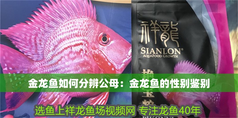 金龍魚如何分辨公母：金龍魚的性別鑒別