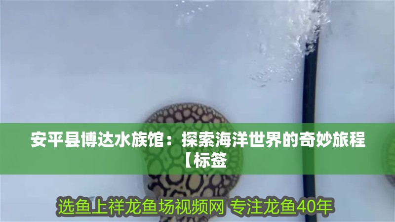 安平縣博達水族館：探索海洋世界的奇妙旅程【標簽