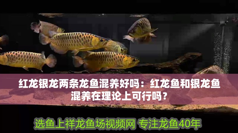 紅龍銀龍兩條龍魚混養好嗎：紅龍魚和銀龍魚混養在理論上可行嗎？