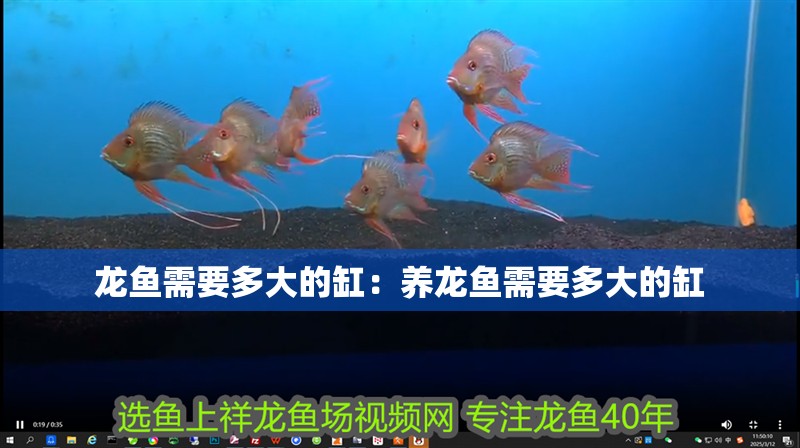 龍魚需要多大的缸：養龍魚需要多大的缸