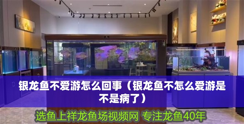 銀龍魚不愛游怎么回事（銀龍魚不怎么愛游是不是病了）