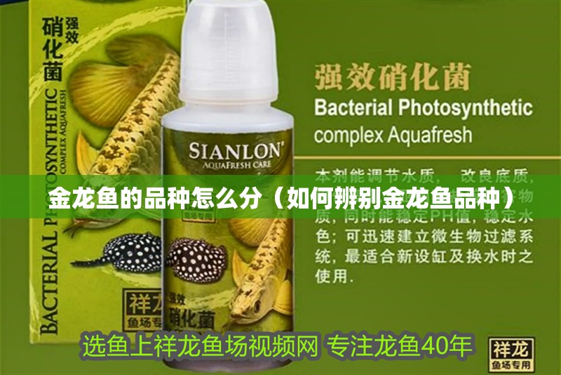 金龍魚的品種怎么分（如何辨別金龍魚品種）