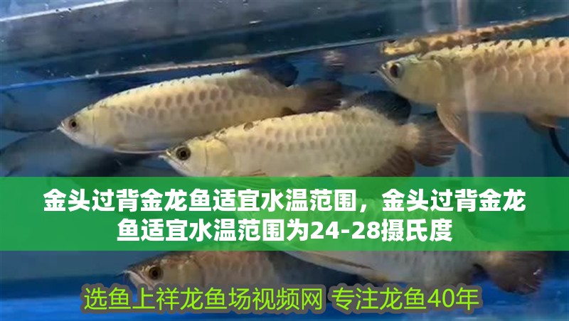金頭過背金龍魚適宜水溫范圍，金頭過背金龍魚適宜水溫范圍為24-28攝氏度