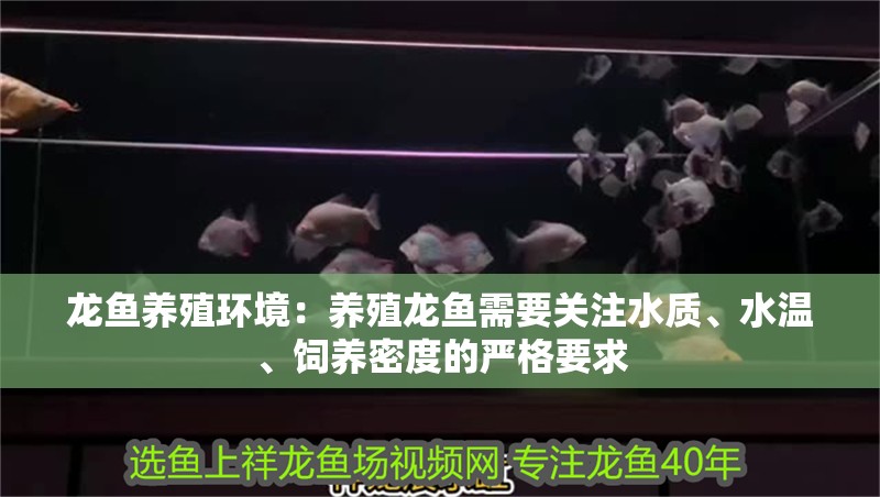 龍魚養(yǎng)殖環(huán)境：養(yǎng)殖龍魚需要關(guān)注水質(zhì)、水溫、飼養(yǎng)密度的嚴(yán)格要求