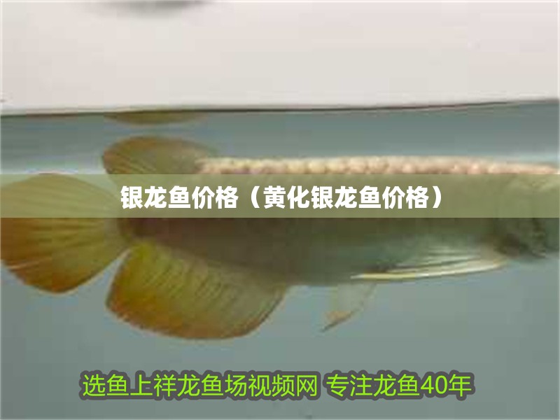 銀龍魚價格（黃化銀龍魚價格）
