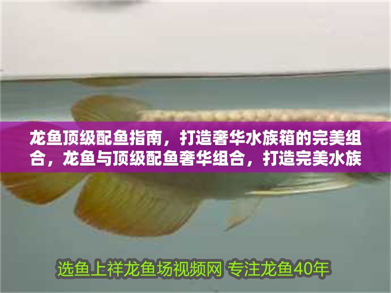 龍魚頂級配魚指南，打造奢華水族箱的完美組合，龍魚與頂級配魚奢華組合，打造完美水族箱指南