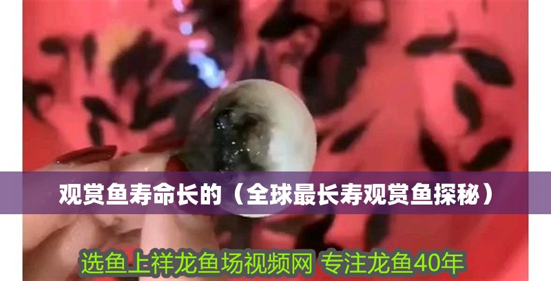 觀賞魚壽命長的（全球最長壽觀賞魚探秘）