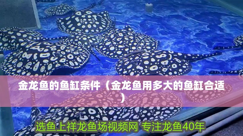 金龍魚的魚缸條件（金龍魚用多大的魚缸合適）