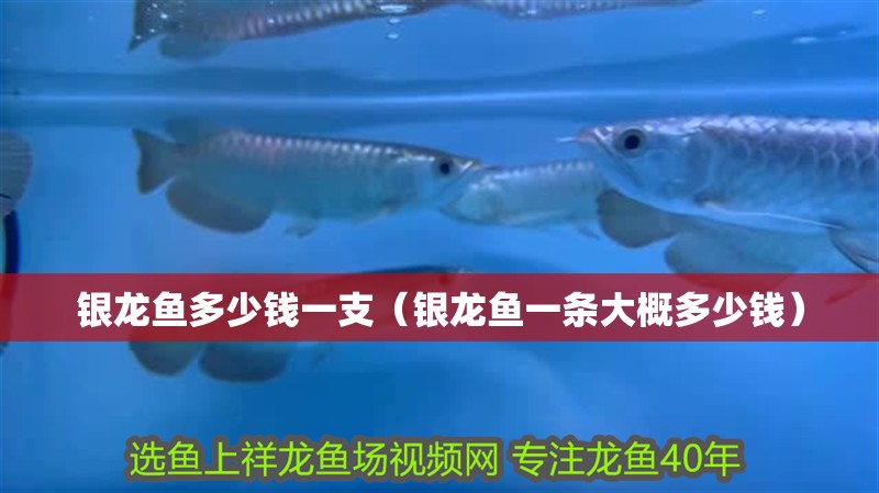 銀龍魚多少錢一支（銀龍魚一條大概多少錢）