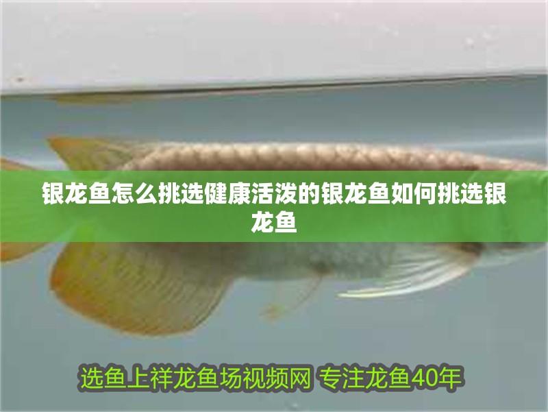銀龍魚怎么挑選健康活潑的銀龍魚如何挑選銀龍魚