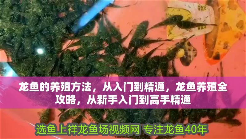 龍魚的養殖方法，從入門到精通，龍魚養殖全攻略，從新手入門到高手精通 龍魚的養殖方法，從入門到精通，龍魚養殖全攻略，從新手入門到高手精通 龍魚百科 第1張