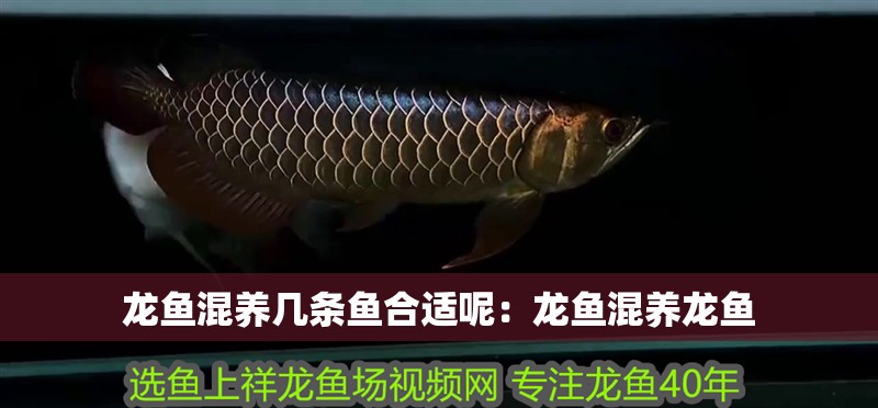 龍魚混養幾條魚合適呢：龍魚混養龍魚