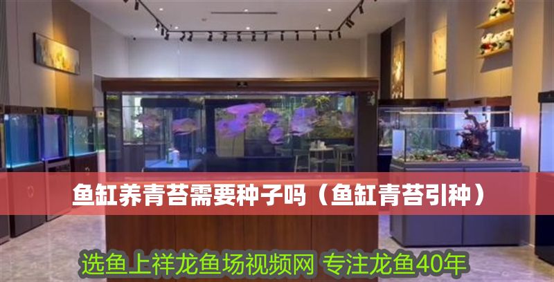 魚缸養青苔需要種子嗎（魚缸青苔引種）
