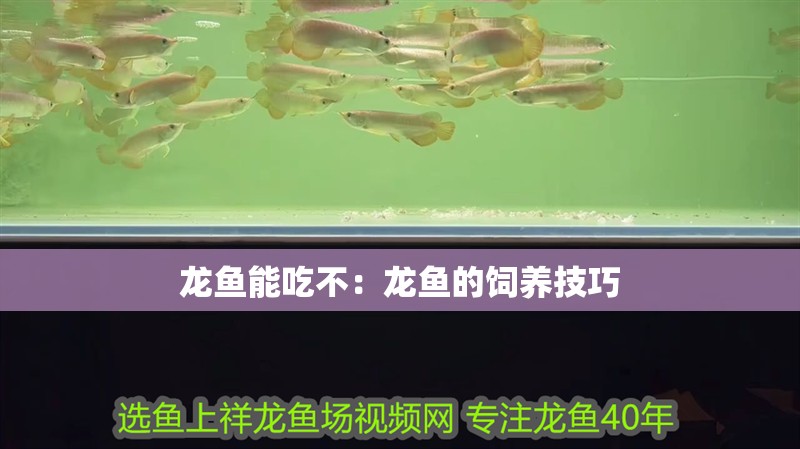 龍魚能吃不：龍魚的飼養(yǎng)技巧