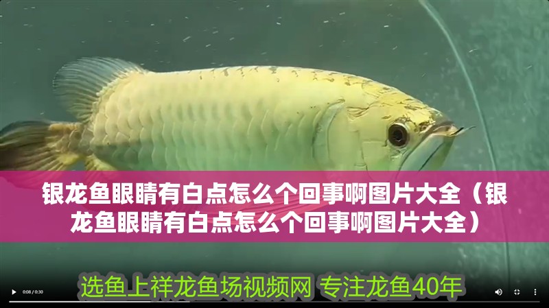 銀龍魚眼睛有白點怎么個回事啊圖片大全（銀龍魚眼睛有白點怎么個回事啊圖片大全）