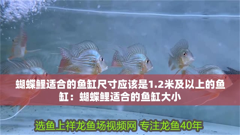 蝴蝶鯉適合的魚缸尺寸應該是1.2米及以上的魚缸：蝴蝶鯉適合的魚缸大小