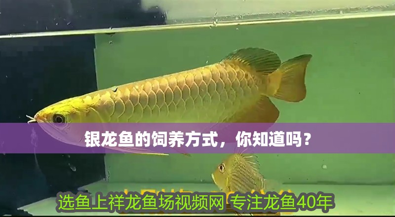 銀龍魚的飼養(yǎng)方式，你知道嗎？