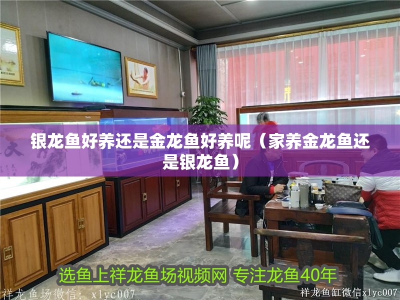 銀龍魚好養還是金龍魚好養呢（家養金龍魚還是銀龍魚）