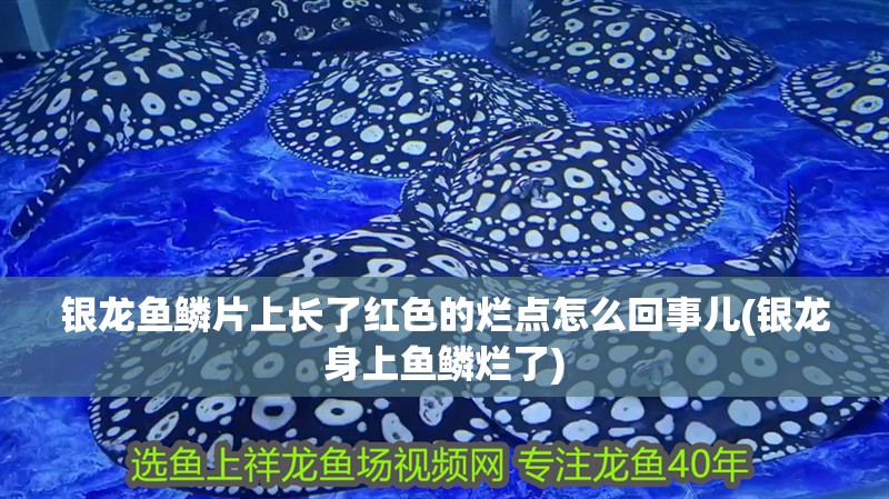 銀龍魚鱗片上長了紅色的爛點怎么回事兒(銀龍身上魚鱗爛了)