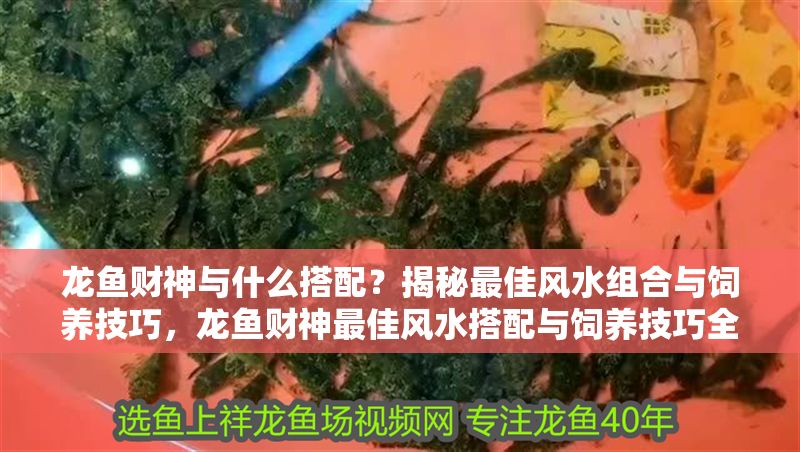 龍魚財神與什么搭配？揭秘最佳風水組合與飼養技巧，龍魚財神最佳風水搭配與飼養技巧全揭秘 龍魚財神與什么搭配？揭秘最佳風水組合與飼養技巧，龍魚財神最佳風水搭配與飼養技巧全揭秘 龍魚百科 第1張