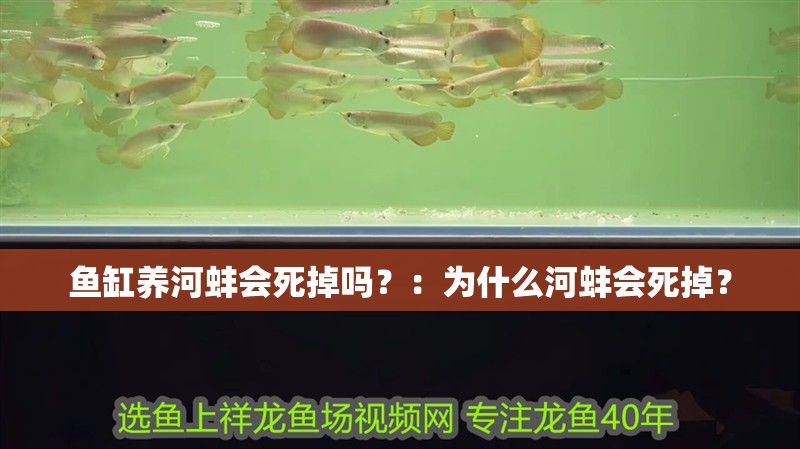 魚缸養(yǎng)河蚌會(huì)死掉嗎？：為什么河蚌會(huì)死掉？