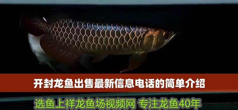 開封龍魚出售最新信息電話的簡單介紹