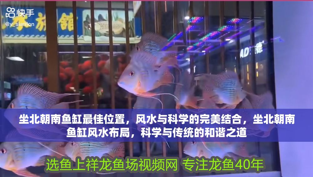 坐北朝南魚缸最佳位置，風水與科學的完美結合，坐北朝南魚缸風水布局，科學與傳統的和諧之道