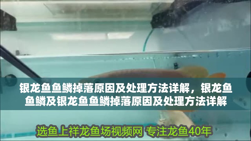 銀龍魚魚鱗掉落原因及處理方法詳解，銀龍魚魚鱗及銀龍魚魚鱗掉落原因及處理方法詳解