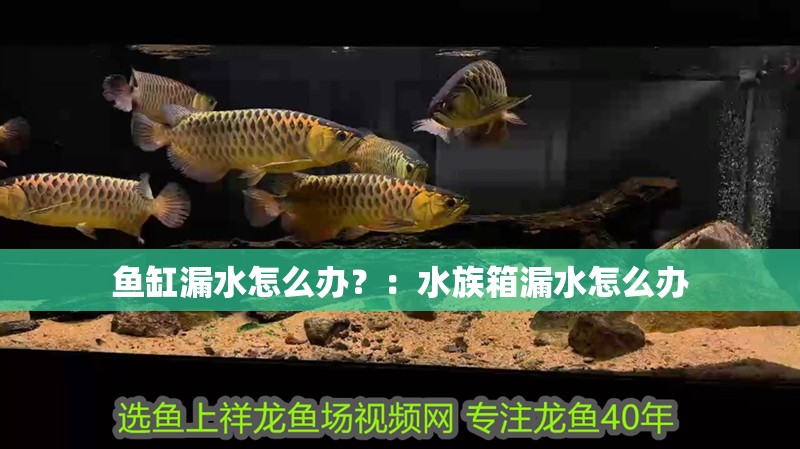 魚缸漏水怎么辦？：水族箱漏水怎么辦