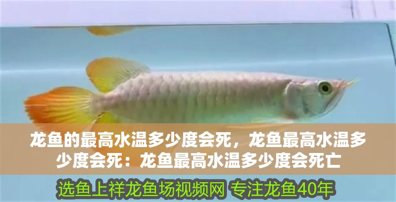 龍魚的最高水溫多少度會死，龍魚最高水溫多少度會死：龍魚最高水溫多少度會死亡