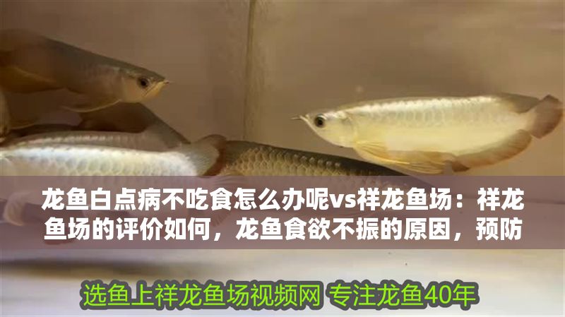 龍魚白點病不吃食怎么辦呢vs祥龍魚場：祥龍魚場的評價如何，龍魚食欲不振的原因，預防龍魚白點病的措施