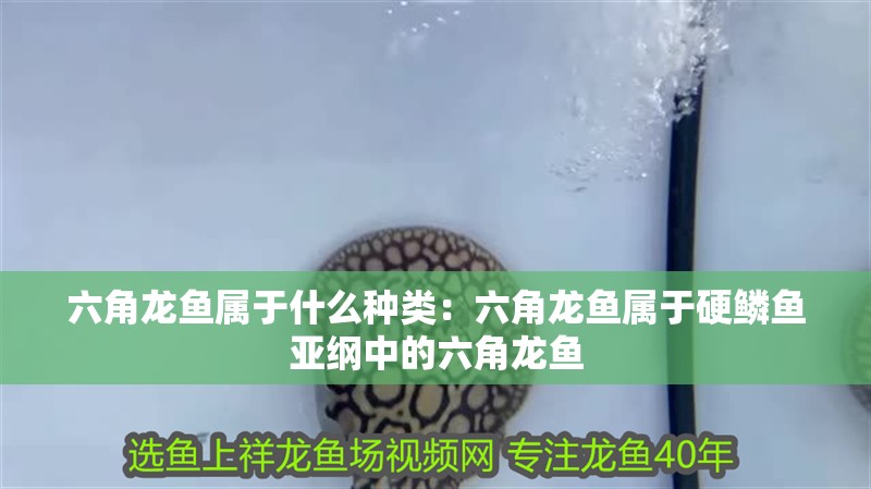 六角龍魚屬于什么種類：六角龍魚屬于硬鱗魚亞綱中的六角龍魚