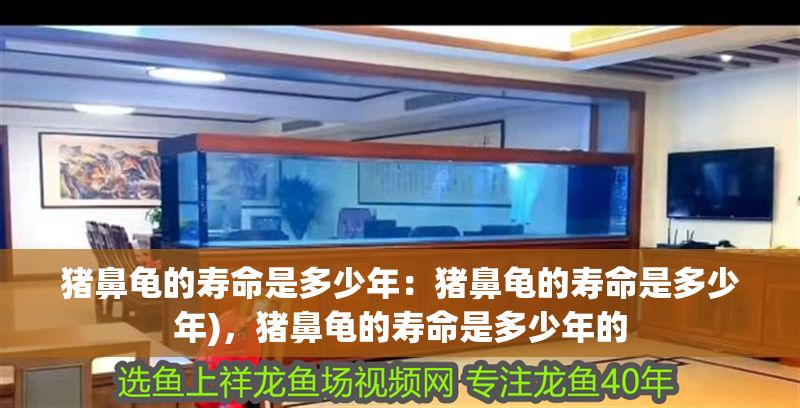 豬鼻龜的壽命是多少年：豬鼻龜的壽命是多少年)，豬鼻龜的壽命是多少年的