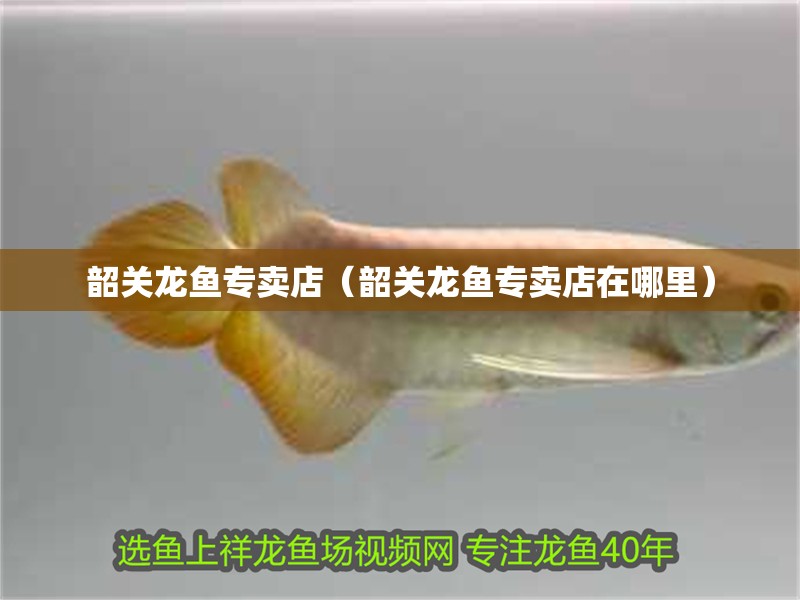 韶關龍魚專賣店（韶關龍魚專賣店在哪里）