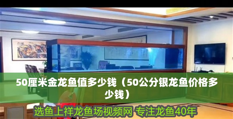 50厘米金龍魚值多少錢（50公分銀龍魚價格多少錢）