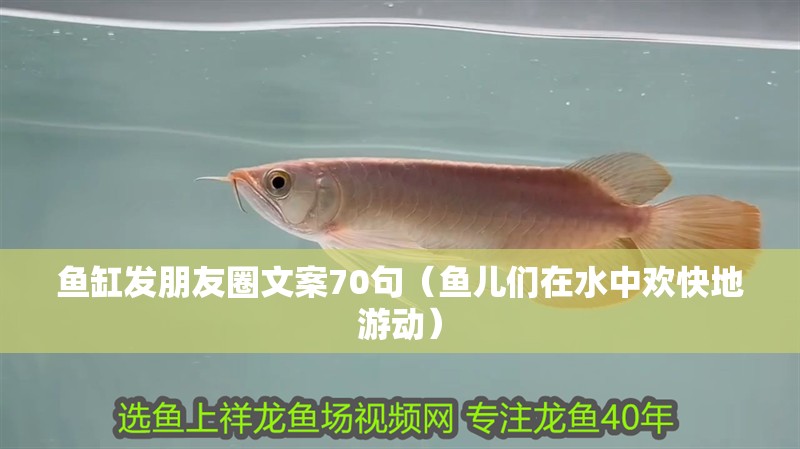 魚缸發朋友圈文案70句（魚兒們在水中歡快地游動）