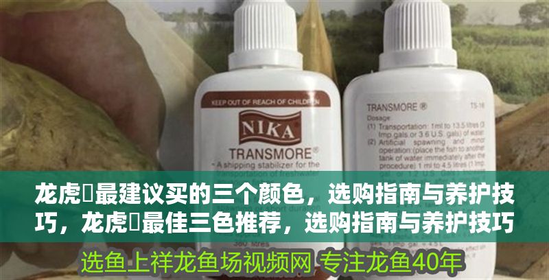 龍虎魟最建議買的三個顏色，選購指南與養護技巧，龍虎魟最佳三色推薦，選購指南與養護技巧全解析