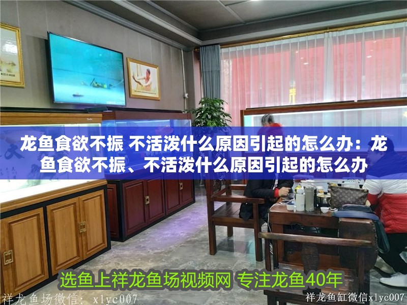 龍魚食欲不振 不活潑什么原因引起的怎么辦：龍魚食欲不振、不活潑什么原因引起的怎么辦