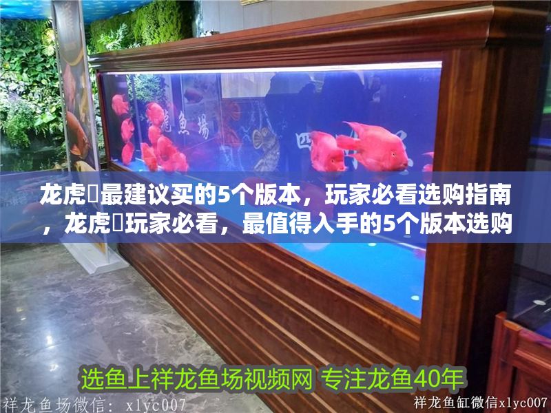 龍虎魟最建議買的5個版本，玩家必看選購指南，龍虎魟玩家必看，最值得入手的5個版本選購指南