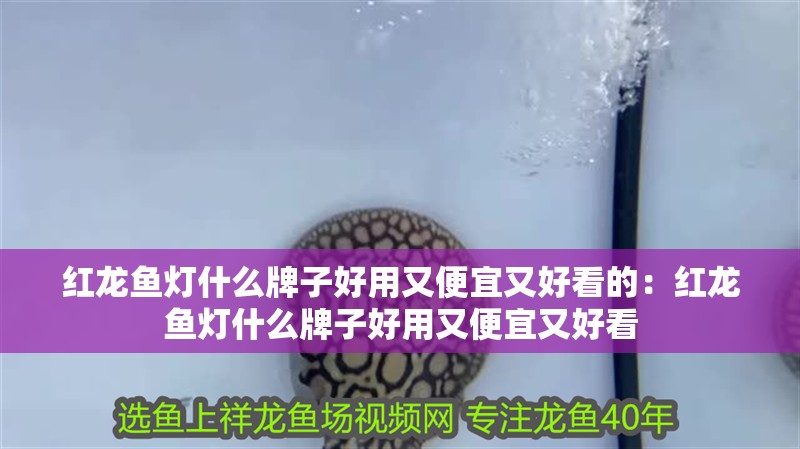 紅龍魚燈什么牌子好用又便宜又好看的：紅龍魚燈什么牌子好用又便宜又好看